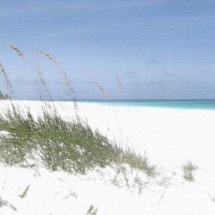 Picture of DUNE GRASSES