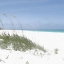 Picture of DUNE GRASSES