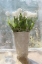 Picture of TULIPS IN THE SUN