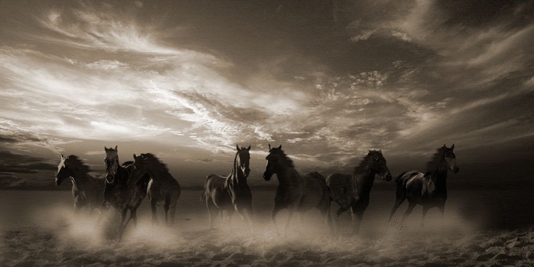 Picture of WILD STAMPEDE (SEPIA)
