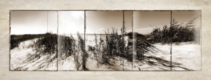 Picture of WIND IN THE DUNES (REVISED 2)