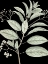 Picture of BOTANICAL BRANCH 1