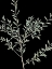 Picture of BOTANICAL BRANCH 2