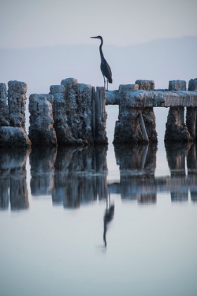 Picture of HERON HUNTING