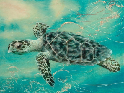 Picture of TURTLE 3