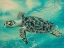 Picture of TURTLE 3