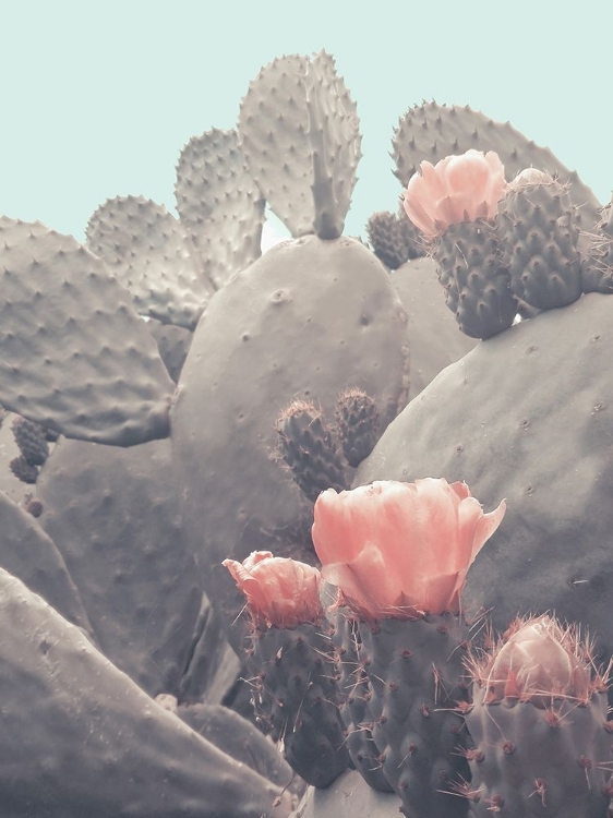 Picture of DESERT CACTUS BLOSSOM