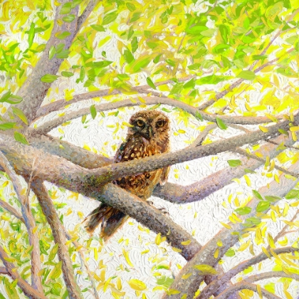 Picture of INDIAN OWL SPOTTED