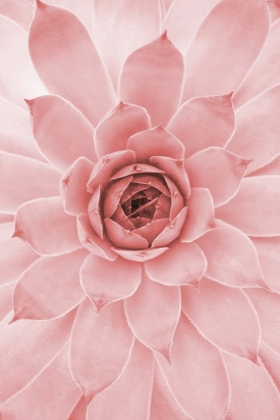 Picture of PALE PINK SUCCULENT