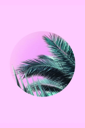 Picture of PALMS ON PINK