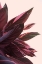Picture of PINK KALATHEA