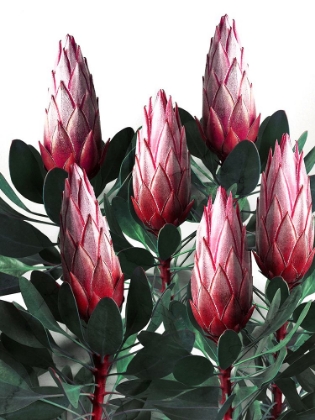 Picture of PROTEA CYNAROIDES