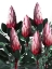 Picture of PROTEA CYNAROIDES