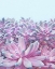 Picture of SWEET SUCCULENTS
