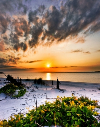 Picture of WILD GRAPE LANDSCAPE ORANGE BEACH SUNSET