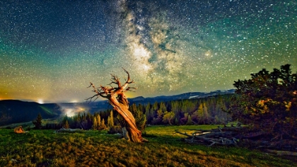 Picture of A BRISTLECONE TREE AGAINST A STARRY SKY