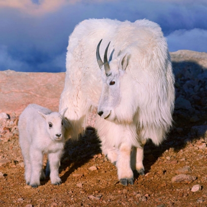 Picture of ABOVE THE CLOUDS MOTHER AND KID