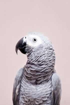 Picture of AFRICAN GREY