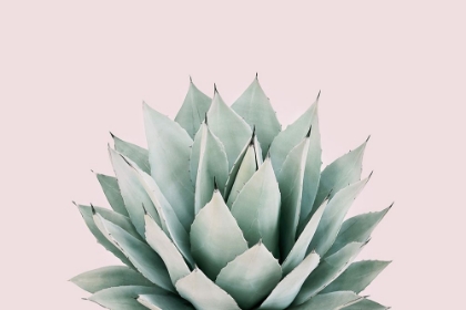 Picture of AGAVE