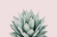 Picture of AGAVE