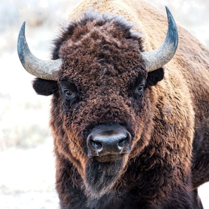 Picture of AMERICAN BISON