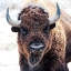 Picture of AMERICAN BISON