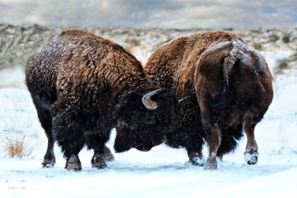 Picture of AMERICAN BISON IN A FIGHT DURING A SNOWSTORM