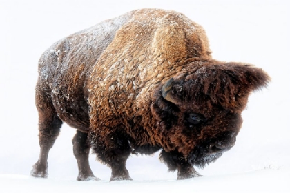 Picture of AMERICAN BISON IN SNOW