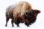 Picture of AMERICAN BISON IN SNOW