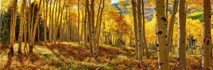 Picture of AUTUMN ASPEN FOREST  COLORADO PANORAMA