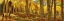 Picture of AUTUMN ASPEN FOREST  COLORADO PANORAMA