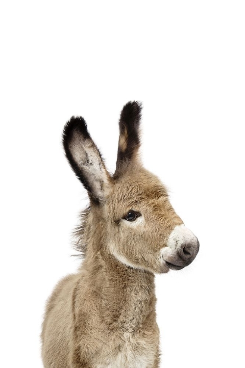 Picture of BABY DONKEY