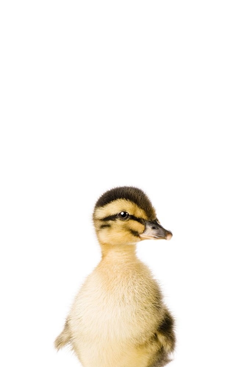 Picture of BABY DUCKLING