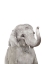 Picture of BABY ELEPHANT