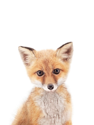 Picture of BABY FOX