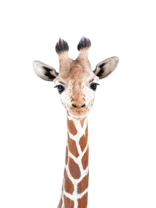 Picture of BABY GIRAFFE