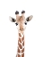 Picture of BABY GIRAFFE