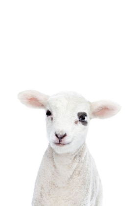 Picture of BABY LAMB