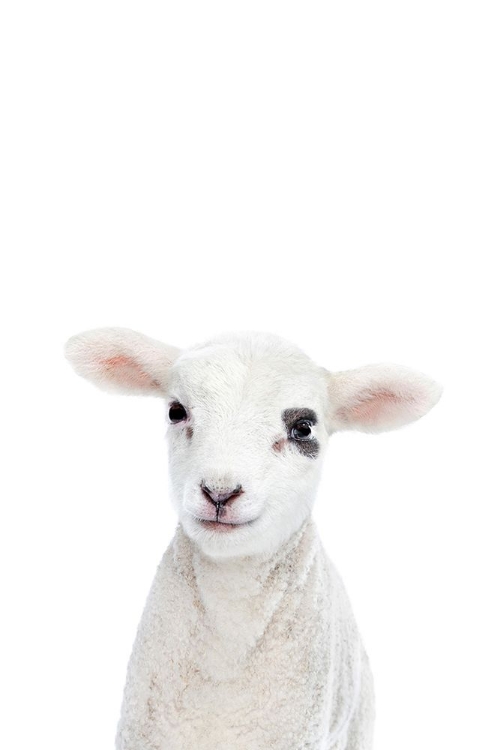 Picture of BABY LAMB