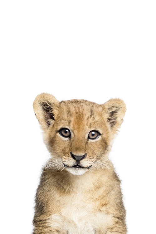 Picture of BABY LION
