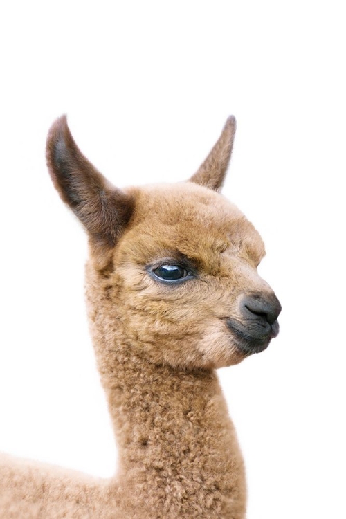 Picture of BABY LLAMA