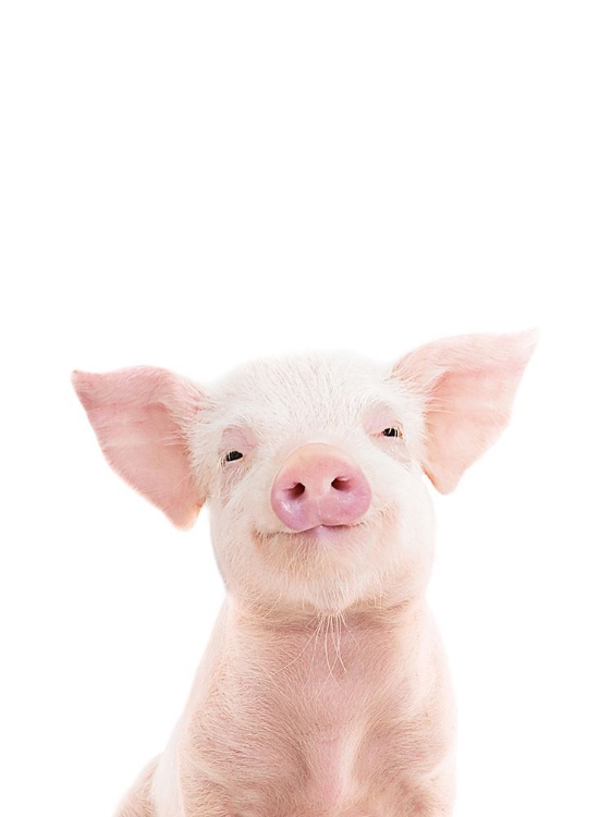 Picture of BABY PIGLET