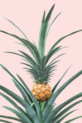 Picture of BABY PINEAPPLE