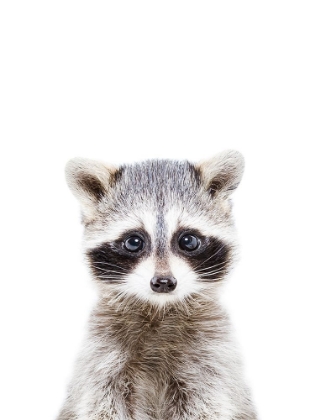 Picture of BABY RACCOON