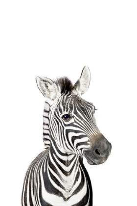 Picture of BABY ZEBRA