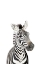 Picture of BABY ZEBRA