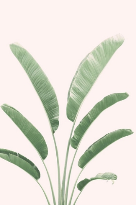 Picture of BANANA LEAVES BLUSH