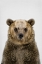 Picture of BEAR