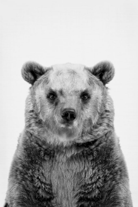 Picture of BEAR IN BLACK AND WHITE