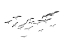 Picture of BIRDS